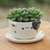 Ceramic mini flower pot, 'Kitty Magic' - Handcrafted Cat-Shaped Ceramic Mini Flower Pot with Saucer