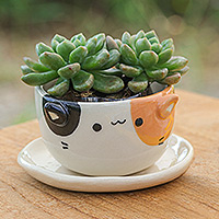Mini maceta de cerámica, 'Kitty Fascination' - Mini maceta de gato de cerámica negra naranja marfil con platillo
