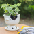 Ceramic mini flower pot, 'Adorable Kitty' - Cat-Shaped Ivory Black Ceramic Mini Flower Pot with Saucer