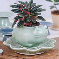 Mini maceta de cerámica Celadon, 'Frog on Lotus' - Mini maceta de cerámica Celadon Frog on Lotus con platillo