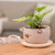 Ceramic flower pot, 'Bear Blossoming' - Thai Bear-Themed Glazed Ceramic Flower Pot and Saucer Set