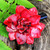 Pasador de pelo de flores naturales - Pinza para el pelo de flor de Gardenia roja natural hecha a mano en Tailandia