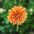 Collar lariat de flores naturales bañado en oro - Collar Lariat de Crisantemo Naranja con Baño de Oro de 22k