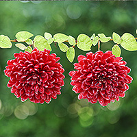 Gold-accented natural flower dangle earrings, 'Happy Red' - Chrysanthemum-Themed 22k Gold-Accented Red Dangle Earrings