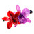 Natural flower hair clip, 'Oneiric Cattleya' - Resin-Coated Red and Purple Natural Cattleya Bloom Hair Clip
