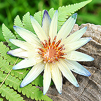 Natural flower brooch pin, 'Serene Rebirth' - Blue and Ivory Natural Waterlily Flower Resin Brooch Pin