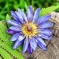 Natural flower brooch pin, 'Magical Rebirth' - Spring-Themed Resin-Coated Purple Waterlily Bloom Brooch Pin