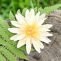 Natural flower brooch pin, 'Dawn Rebirth' - Resin-Coated Ivory Waterlily Bloom Brooch Pin from Thailand