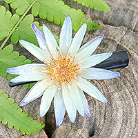 Natural flower hair clip, 'Serene Waterlily' - Artisan-Made Resin-Coated Blue Waterlily Flower Hair Clip