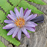 Natural water lily hair clip, 'Chic Purple Water Lily' - Resin-Coated Natural Water Lily Hair Clip in Purple Shade