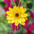 Gold-accented natural flower lariat necklace, 'Harmonious Yellow' - Fair Trade 22k Gold-Accented Yellow Lotus Lariat Necklace