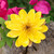 Natural flower brooch pin, 'Harmonious Yellow' - Nature-Themed Yellow Lotus Brooch Pin Crafted in Thailand