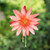 Gold-accented natural flower lariat necklace, 'Chic Red Water Lily' - Adjustable 22k Gold-Accented Red Water Lily Lariat Necklace