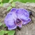 Natural orchid hair clip, 'Purple Whisper' - Bohemian Floral Resin-Coated Natural Purple Orchid Hair Clip
