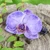 Natural orchid hair clip, 'Purple Whisper' - Bohemian Floral Resin-Coated Natural Purple Orchid Hair Clip