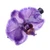 Natural orchid hair clip, 'Purple Whisper' - Bohemian Floral Resin-Coated Natural Purple Orchid Hair Clip