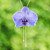 Gold-accented natural orchid long lariat necklace, 'Purple Whisper' - Gold-Accented Resin-Coated Natural Orchid Lariat Necklace