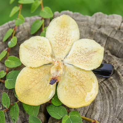 Natural orchid hair clip, 'Yellow Whisper' - Resin-Coated Yellow Natural Orchid Hair Clip from Thailand