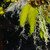 Resin-coated wood and natural fiber wall art, 'Eclipsed Bloom' - Thai Inspirational Nature-Themed Wood and Flower Wall Art