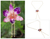 Halskette mit natürlichen Orchideenblüten - Halskette mit natürlichen Orchideenblüten